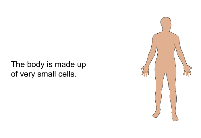 The body is made up of very small cells.