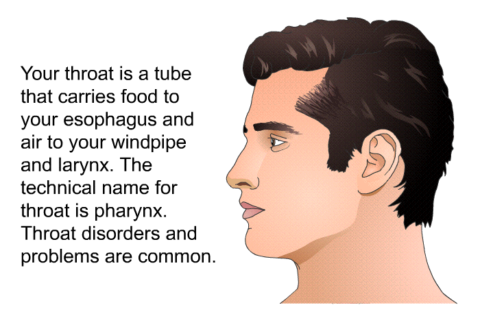 Your throat is a tube that carries food to your esophagus and air to your windpipe and larynx. The technical name for throat is pharynx. Throat disorders and problems are common.