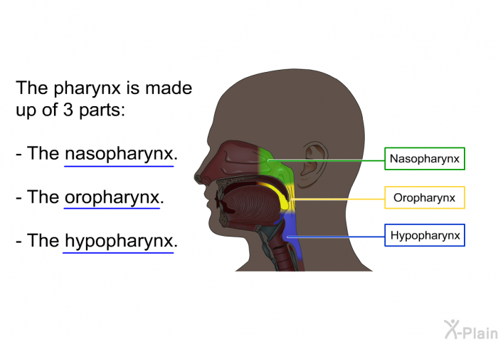 The pharynx is made up of 3 parts:  The nasopharynx. The oropharynx. The hypopharynx.