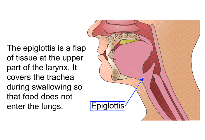 The epiglottis is a flap of tissue at the upper part of the larynx. It covers the trachea during swallowing so that food does not enter the lungs.