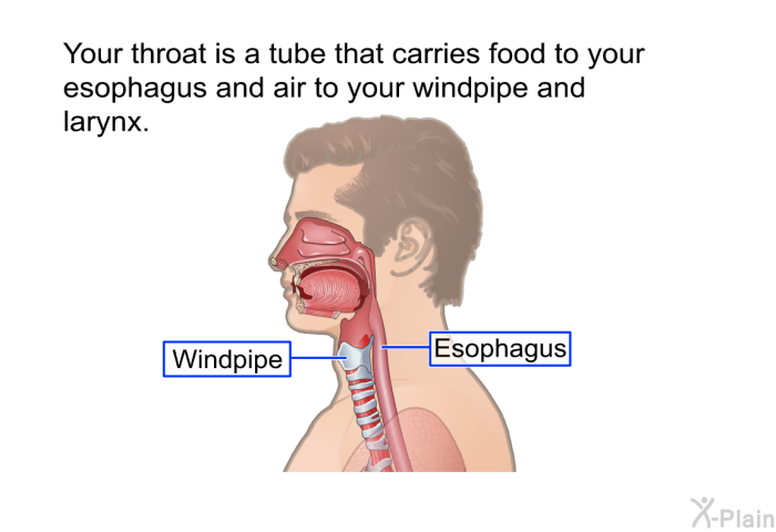 Your throat is a tube that carries food to your esophagus and air to your windpipe and larynx.
