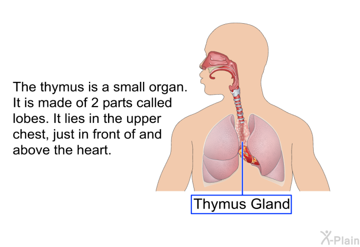 The thymus is a small organ. It is made of 2 parts called lobes. It lies in the upper chest, just in front of and above the heart.