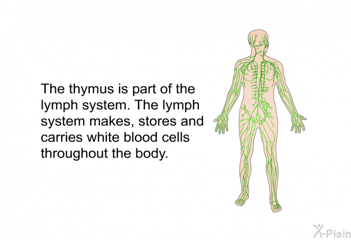 The thymus is part of the lymph system. The lymph system makes, stores and carries white blood cells throughout the body.
