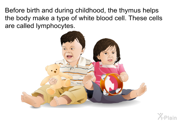 Before birth and during childhood, the thymus helps the body make a type of white blood cell. These cells are called lymphocytes.