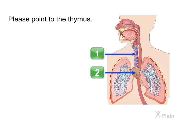 Please point to the thymus.
