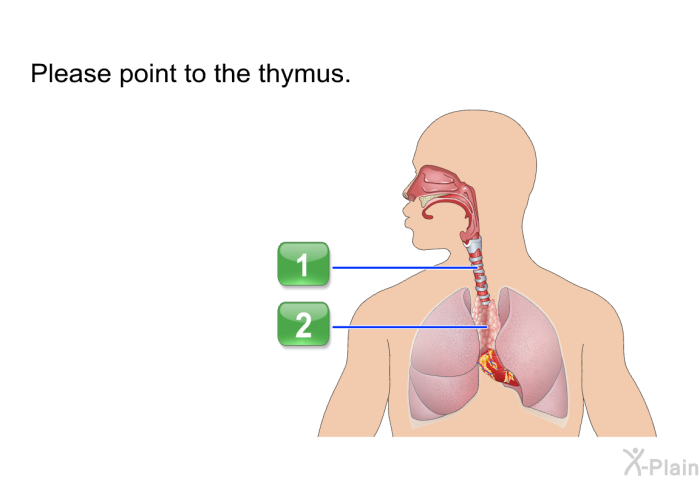 Please point to the thymus.