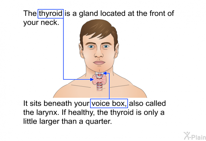 The thyroid is a gland located at the front of your neck. It sits beneath your voice box, also called the larynx. If healthy, the thyroid is only a little larger than a quarter.