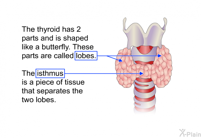 The thyroid has 2 parts and is shaped like a butterfly. These parts are called lobes. The isthmus is a piece of tissue that separates the two lobes.