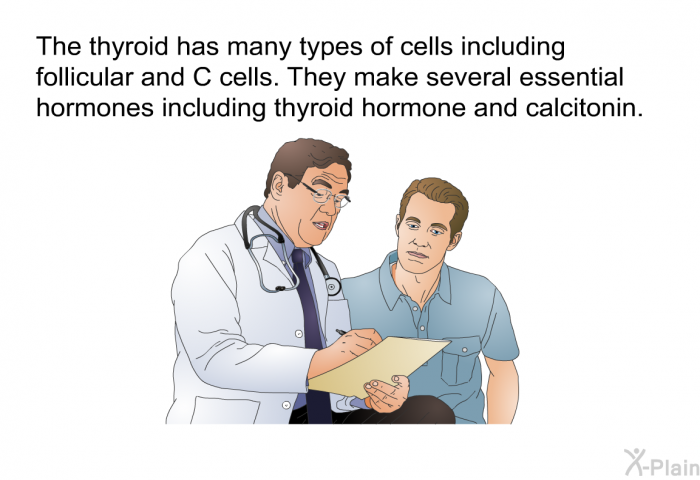The thyroid has many types of cells including follicular and C cells. They make several essential hormones including thyroid hormone and calcitonin.