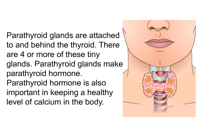 Parathyroid glands are attached to and behind the thyroid. There are 4 or more of these tiny glands. Parathyroid glands make parathyroid hormone. Parathyroid hormone is also important in keeping a healthy level of calcium in the body.