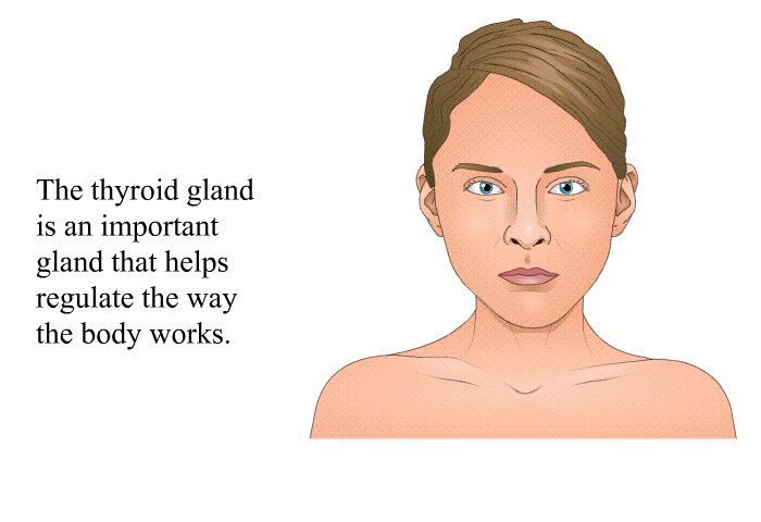 The thyroid gland is an important gland that helps regulate the way the body works.