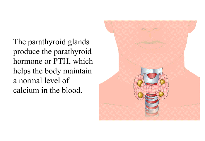 The parathyroid glands produce the parathyroid hormone or PTH, which helps the body maintain a normal level of calcium in the blood.