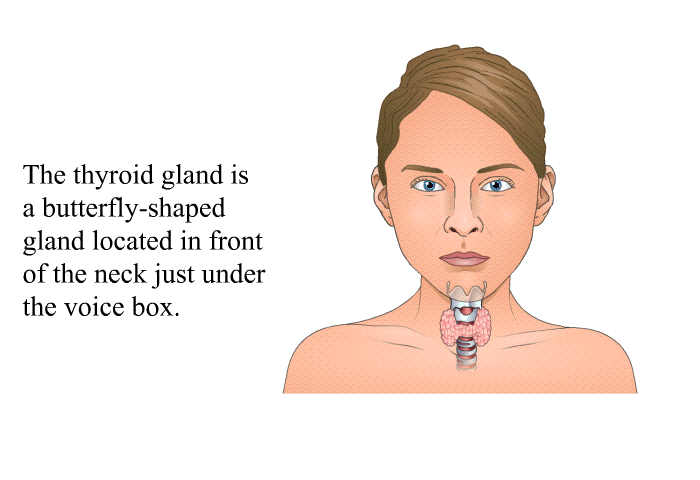 The thyroid gland is a butterfly-shaped gland located in front of the neck just under the voice box.
