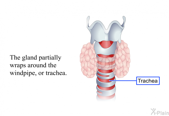 The gland partially wraps around the windpipe, or trachea.