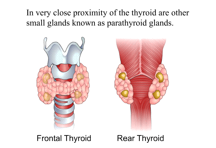 In very close proximity of the thyroid are other small glands known as parathyroid glands.