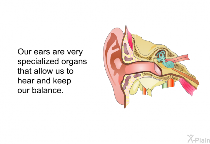 Our ears are very specialized organs that allow us to hear and to keep our balance.