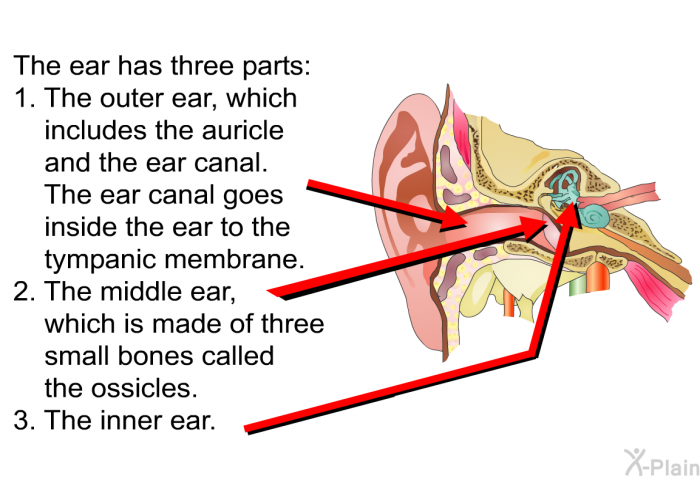 The ear has three parts:  The outer ear, which includes the auricle and the ear canal. The ear canal goes inside the ear to the tympanic membrane. The middle ear, which is made of three small bones called the ossicles. The inner ear.