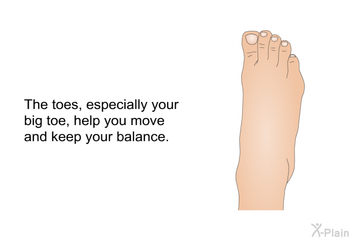 The toes, especially your big toe, help you move and keep your balance.