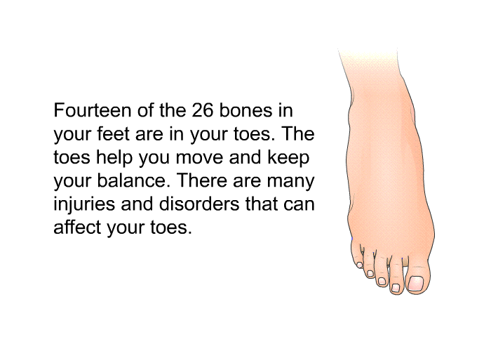 Fourteen of the 26 bones in your feet are in your toes. The toes help you move and keep your balance. There are many injuries and disorders that can affect your toes.