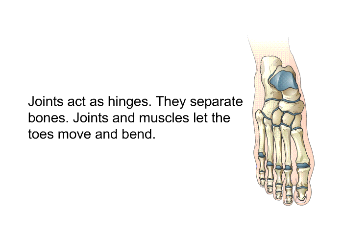 Joints act as hinges. They separate bones. Joints and muscles let the toes move and bend.