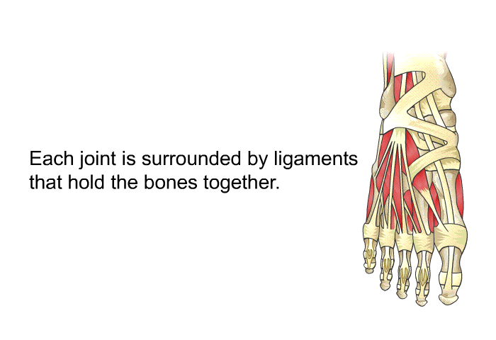 Each joint is surrounded by ligaments that hold the bones together.