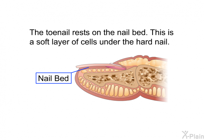 The toenail rests on the nail bed. This is a soft layer of cells under the hard nail.