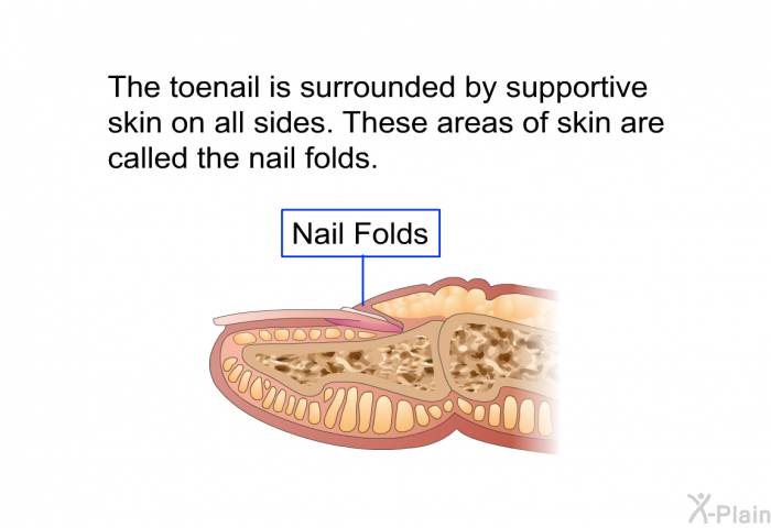 The toenail is surrounded by supportive skin on all sides. These areas of skin are called the nail folds.
