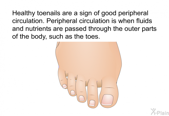 Healthy toenails are a sign of good peripheral circulation. Peripheral circulation is when fluids and nutrients are passed through the outer parts of the body, such as the toes.