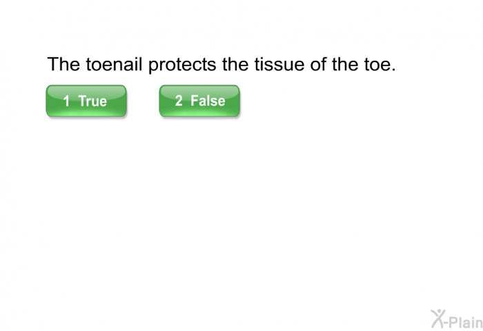 The toenail protects the tissue of the toe.