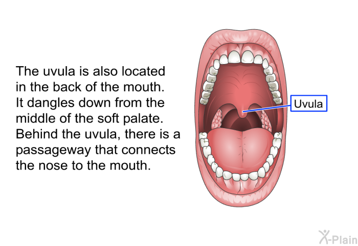 The uvula is also located in the back of the mouth. It dangles down from the middle of the soft palate. Behind the uvula, there is a passageway that connects the nose to the mouth.