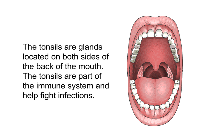 The tonsils are glands located on both sides of the back of the mouth. The tonsils are part of the immune system and help fight infections.