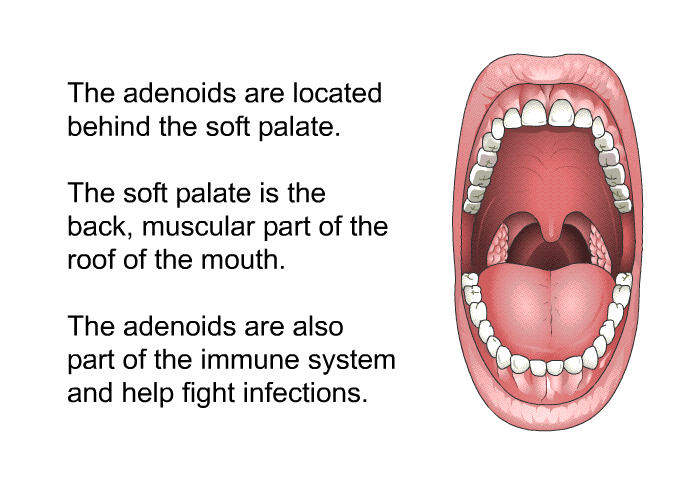The adenoids are located behind the soft palate. The soft palate is the back, muscular part of the roof of the mouth. The adenoids are also part of the immune system and help fight infections.