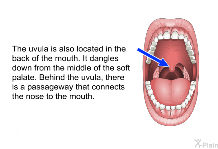 The uvula is also located in the back of the mouth. It dangles down from the middle of the soft palate. Behind the uvula, there is a passageway that connects the nose to the mouth.