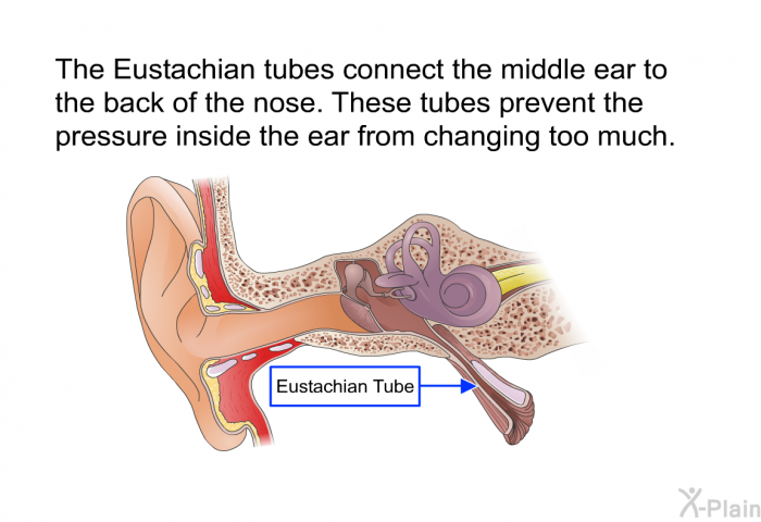 The Eustachian tubes connect the middle ear to the back of the nose. These tubes prevent the pressure inside the ear from changing too much.