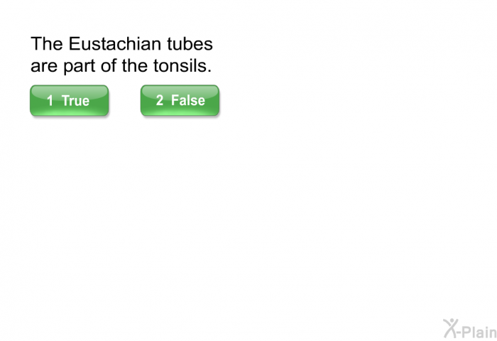 The Eustachian tubes are part of the tonsils.