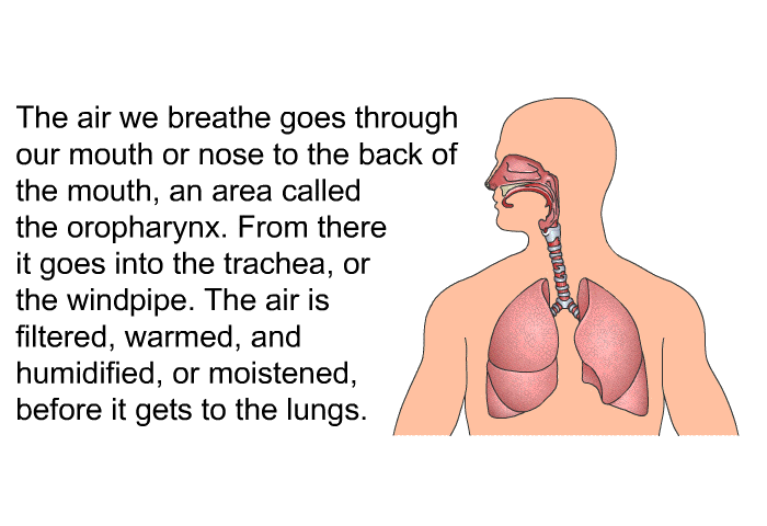 The air we breathe goes through our mouth or nose to the back of the mouth, an area called the oropharynx. From there it goes into the trachea, or the windpipe. The air is filtered, warmed, and humidified, or moistened, before it gets to the lungs.