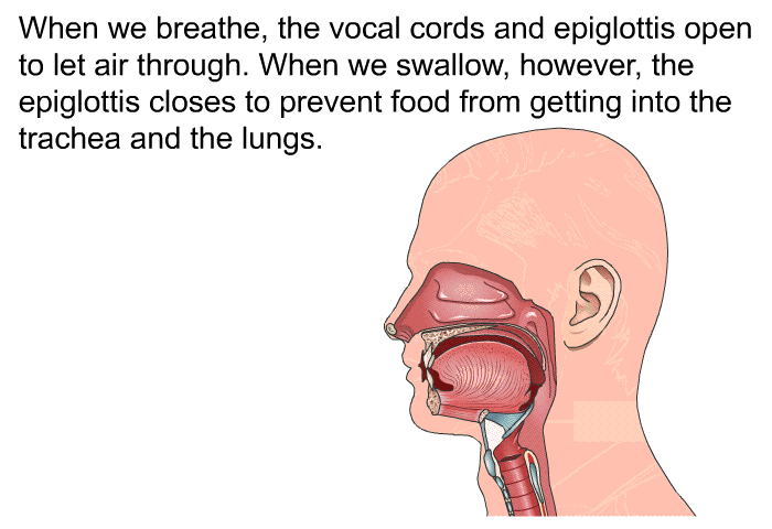 When we breathe, the vocal cords and epiglottis open to let air through. When we swallow, however, the epiglottis closes to prevent food from getting into the trachea and the lungs.