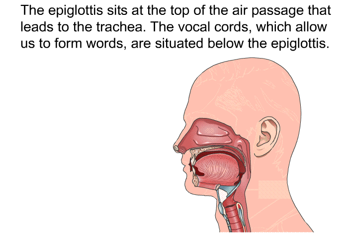 The epiglottis sits at the top of the air passage that leads to the trachea. The vocal cords, which allow us to form words, are situated below the epiglottis.