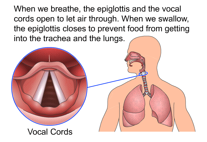 When we breathe, the epiglottis and the vocal cords open to let air through. When we swallow, the epiglottis closes to prevent food from getting into the trachea and the lungs.