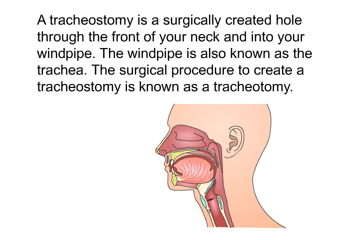 A tracheostomy is a surgically created hole through the front of your neck and into your windpipe. The windpipe is also known as the trachea. The surgical procedure to create a tracheostomy is known as a tracheotomy.