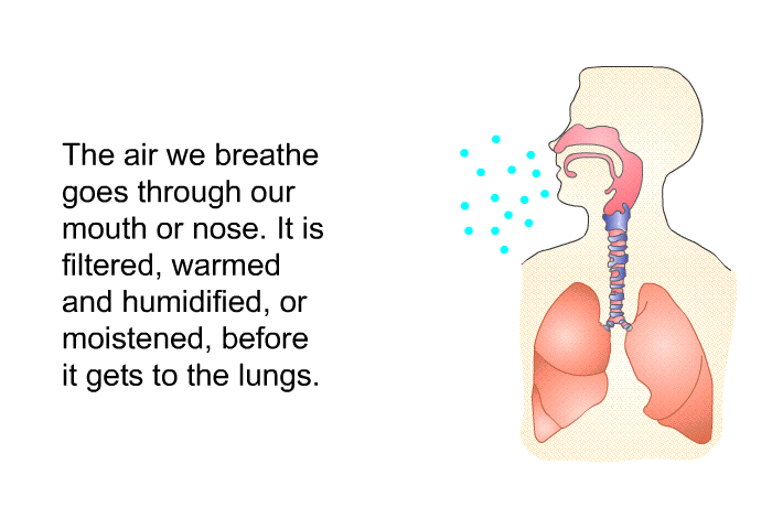 The air we breathe goes through our mouth or nose. It is filtered, warmed and humidified, or moistened, before it gets to the lungs.