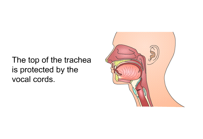 The top of the trachea is protected by the vocal cords.