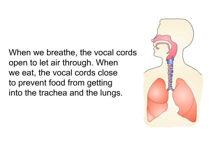 When we breathe, the vocal cords open to let air through. When we eat, the vocal cords close to prevent food from getting into the trachea and the lungs.