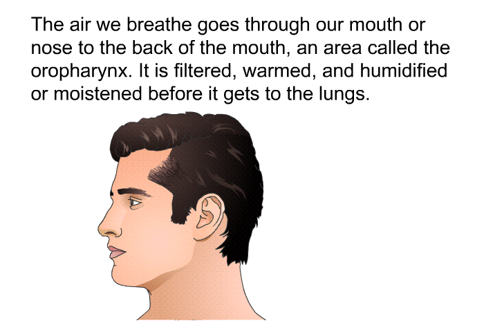 The air we breathe goes through our mouth or nose to the back of the mouth, an area called the oropharynx. It is filtered, warmed, and humidified or moistened before it gets to the lungs.