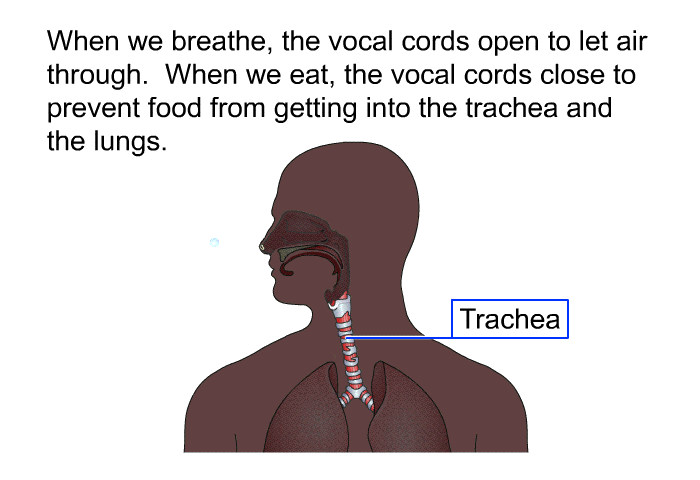 When we breathe, the vocal cords open to let air through. When we eat, the vocal cords close to prevent food from getting into the trachea and the lungs.