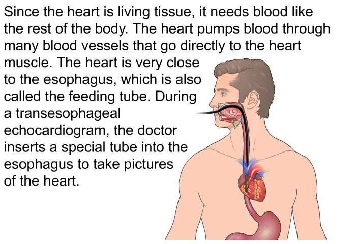 Since the heart is living tissue, it needs blood like the rest of the body. The heart pumps blood through many blood vessels that go directly to the heart muscle. The heart is very close to the esophagus, which is also called the feeding tube. During a transesophageal echocardiogram, the doctor inserts a special tube into the esophagus to take pictures of the heart.