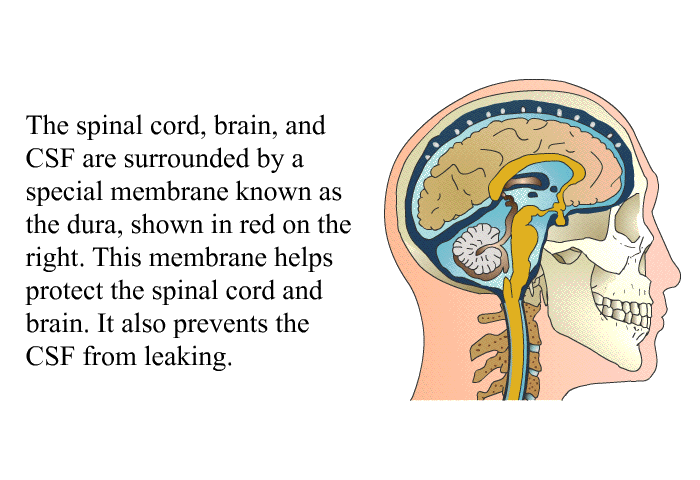 The spinal cord, brain, and CSF are surrounded by a special membrane known as the dura, shown in red on the right. This membrane helps protect the spinal cord and brain. It also prevents the CSF from leaking.