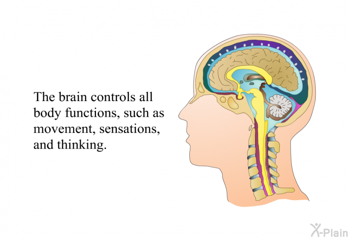 The brain controls all body functions, such as movement, sensations, and thinking.