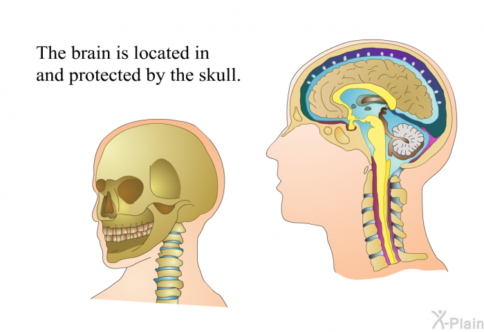 The brain is located in and protected by the skull.