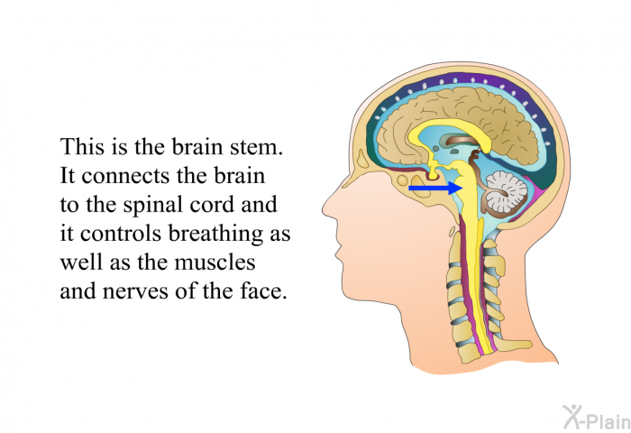 This is the brain stem. It connects the brain to the spinal cord and it controls breathing as well as the muscles and nerves of the face.